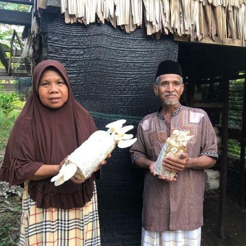 Budidaya Jamur(1)